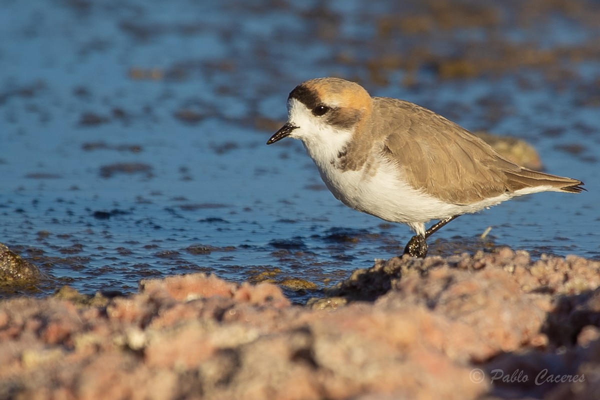 Puna Plover - ML620652553