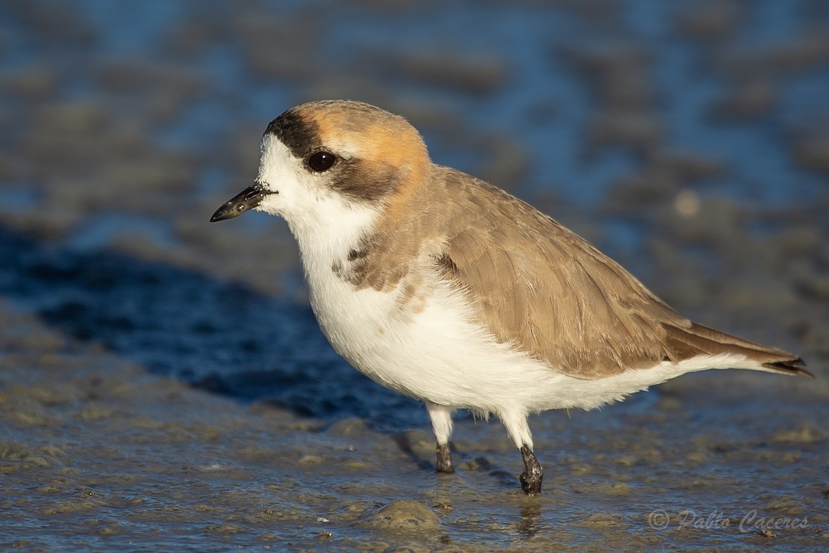 Puna Plover - Pablo Andrés Cáceres Contreras