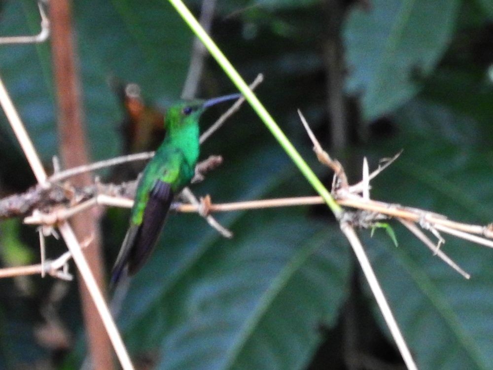 Colibrí de Buffon - ML620652559