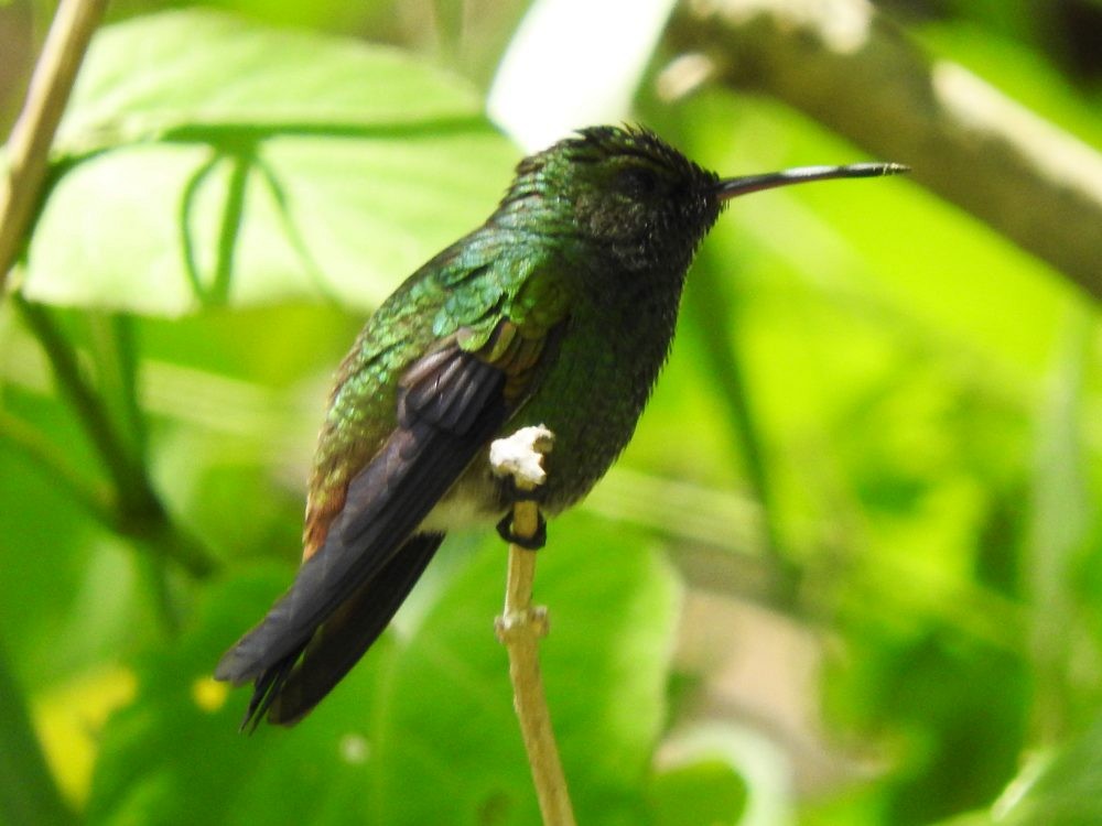 Copper-rumped Hummingbird - ML620652563