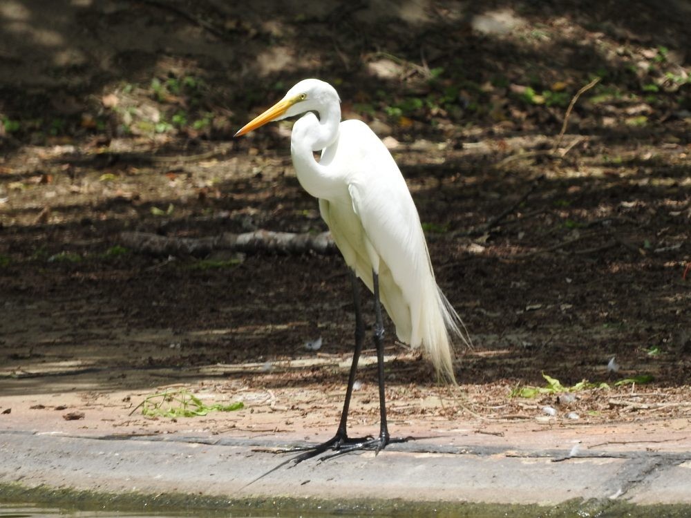 Great Egret - ML620652565