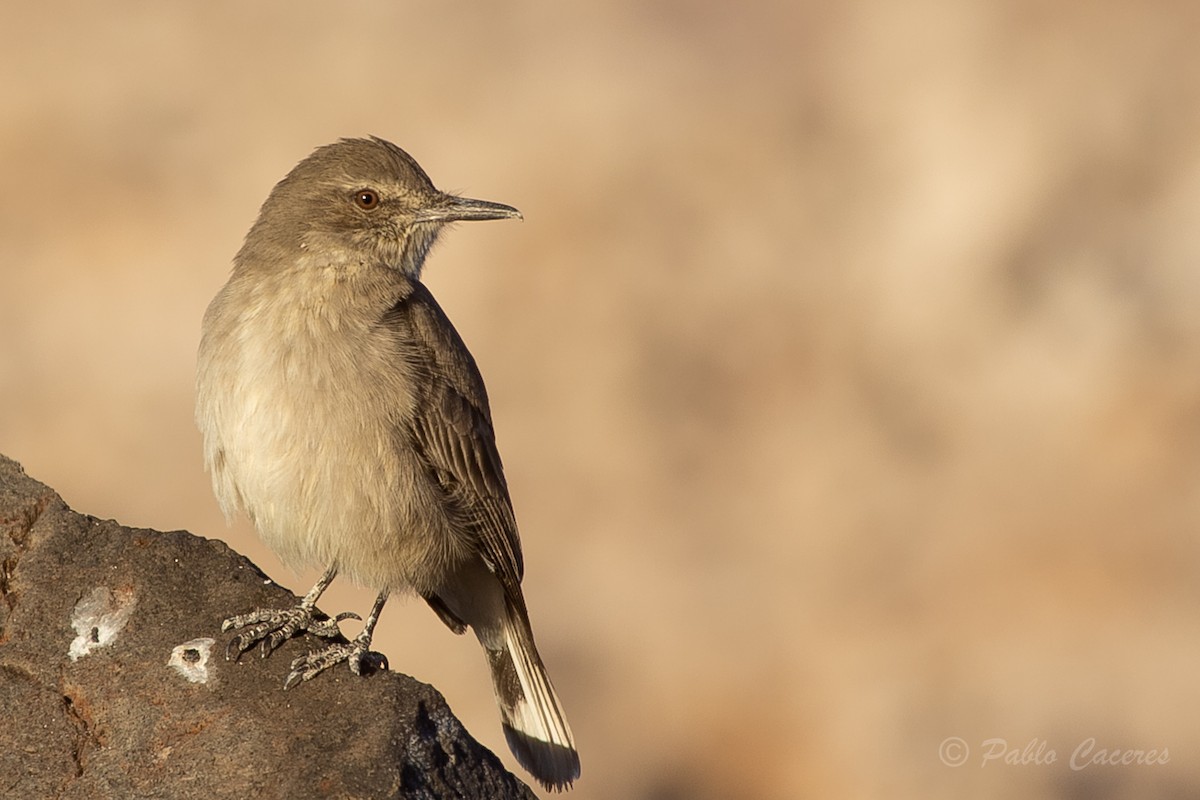 Black-billed Shrike-Tyrant - ML620652566