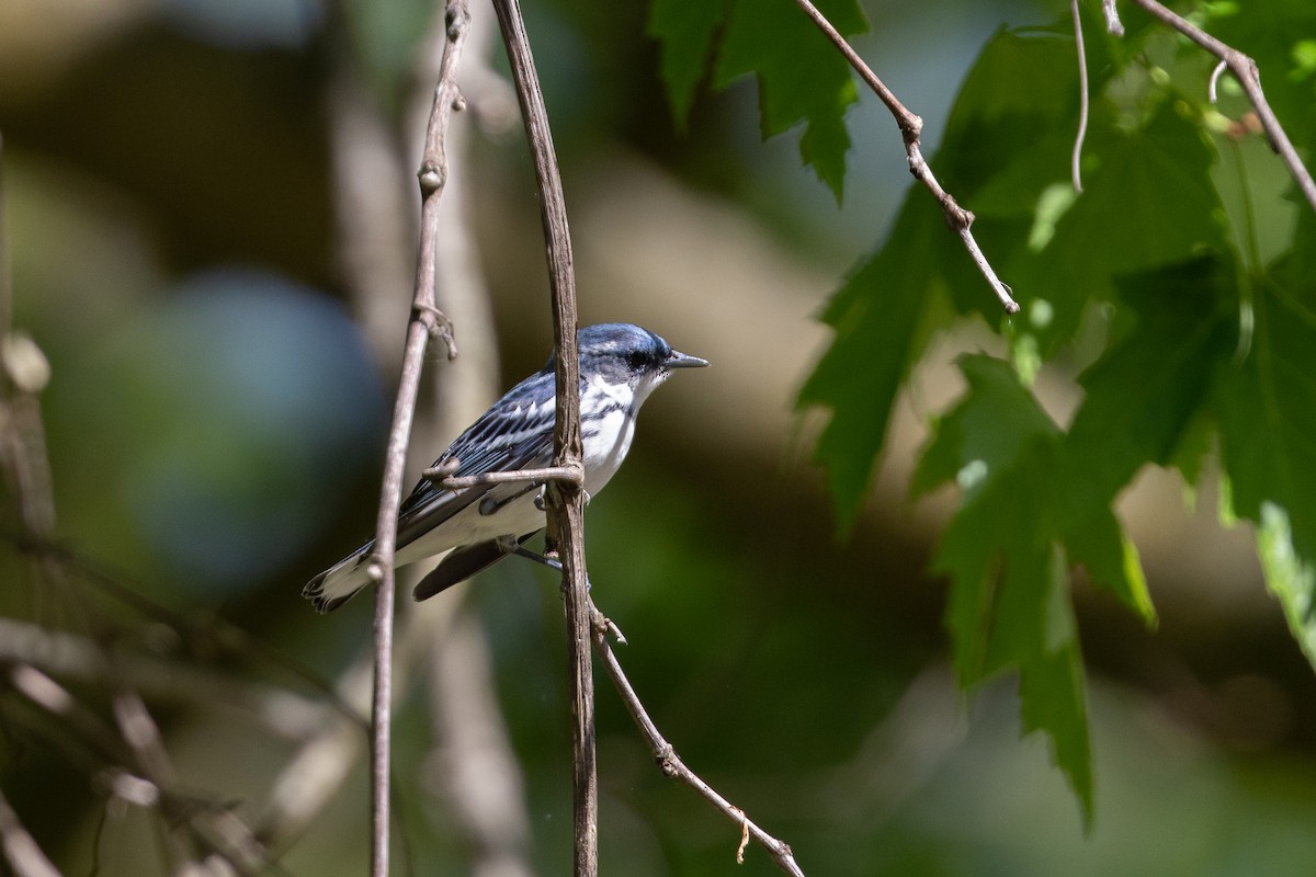 Blauwaldsänger - ML620652572