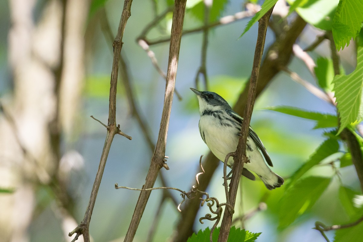 Cerulean Warbler - Cory Gregory