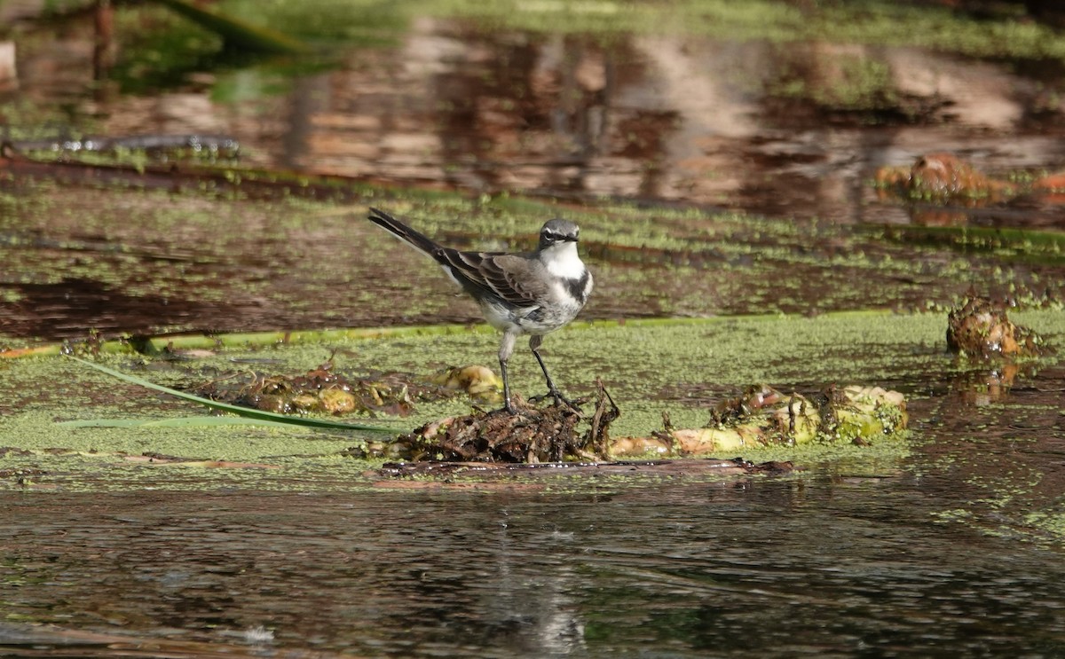 Cape Wagtail - ML620652578