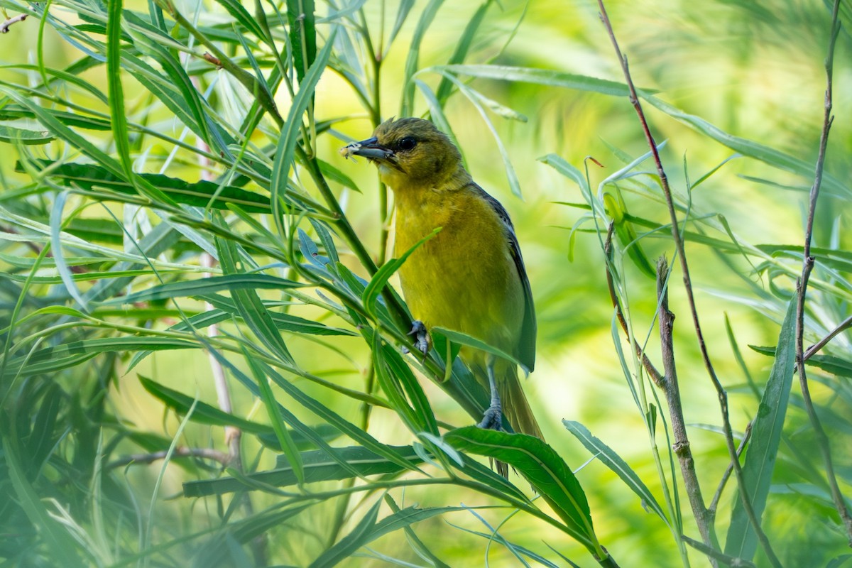 Orchard Oriole - ML620652581