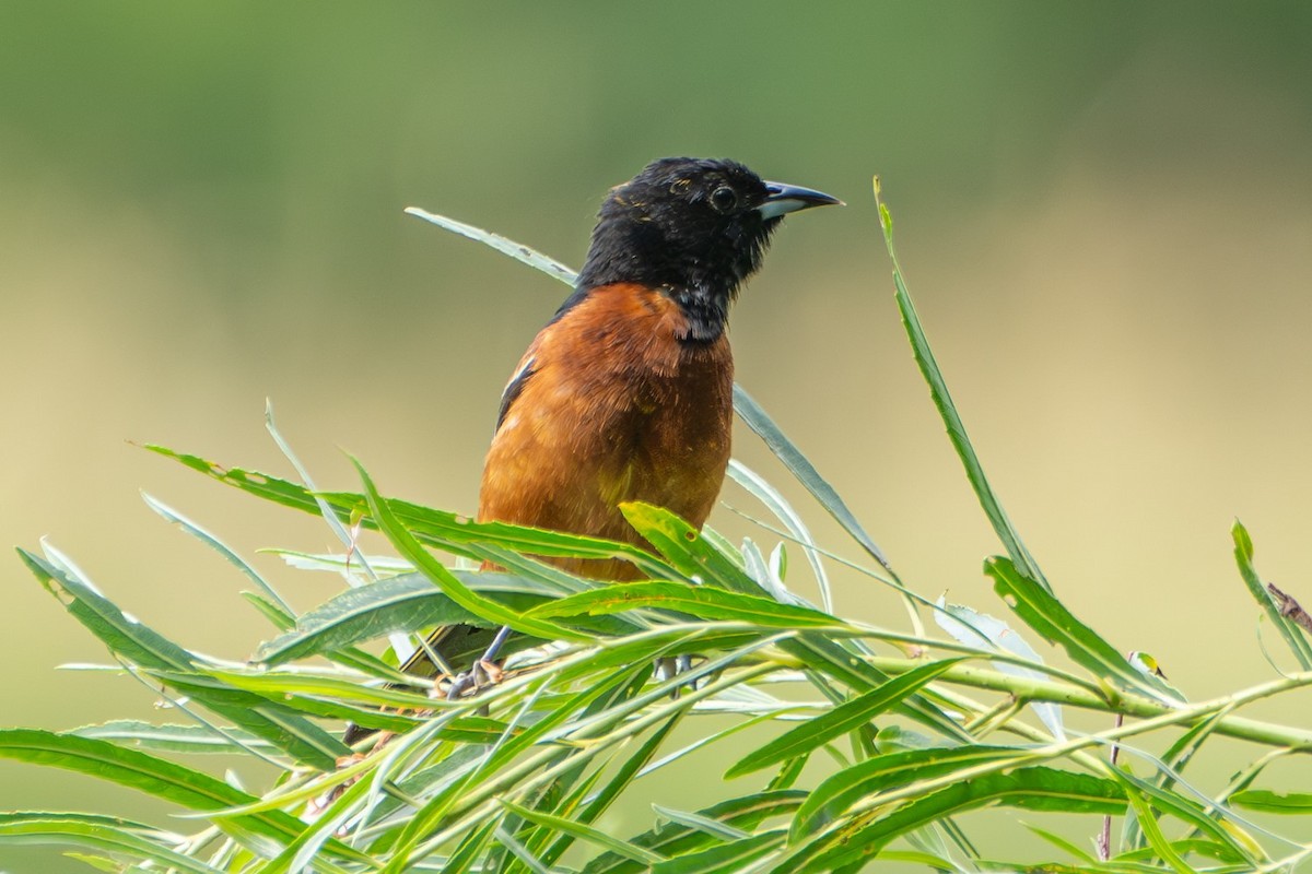 Orchard Oriole - ML620652582