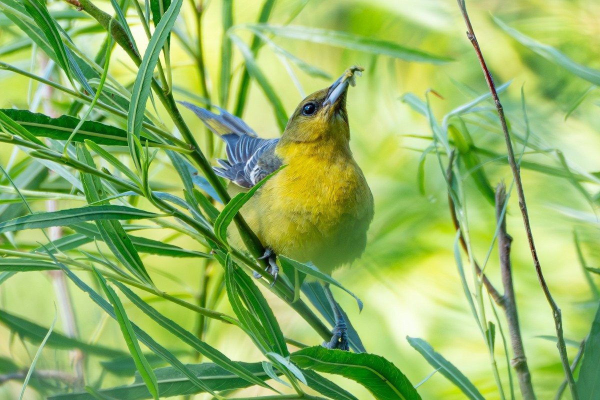 Orchard Oriole - ML620652583
