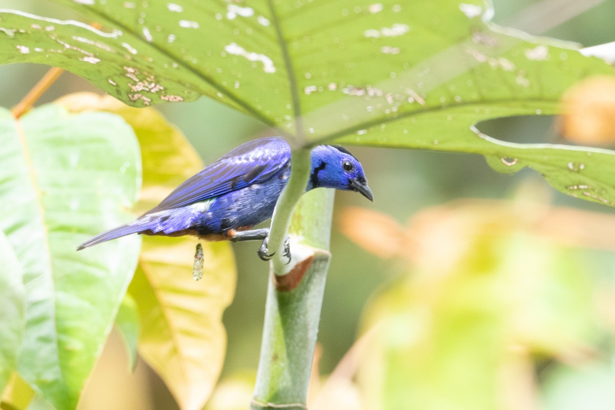 Opal-rumped Tanager - ML620652586
