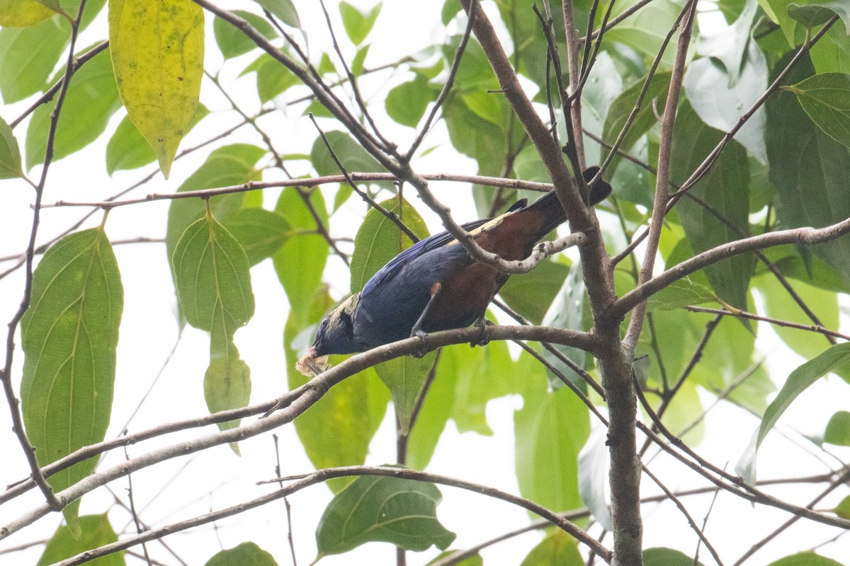 Opal-rumped Tanager - ML620652587