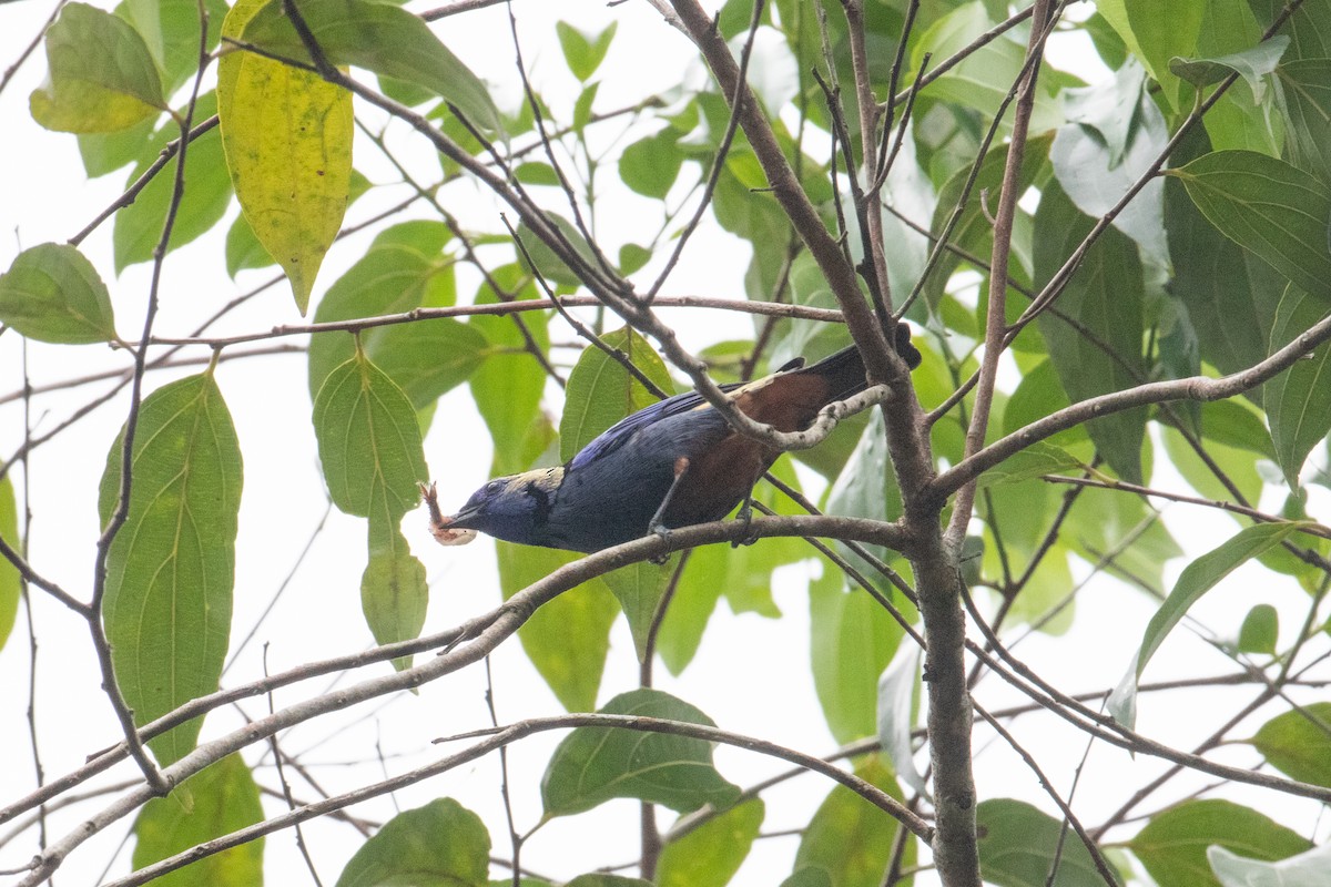 Opal-rumped Tanager - ML620652588