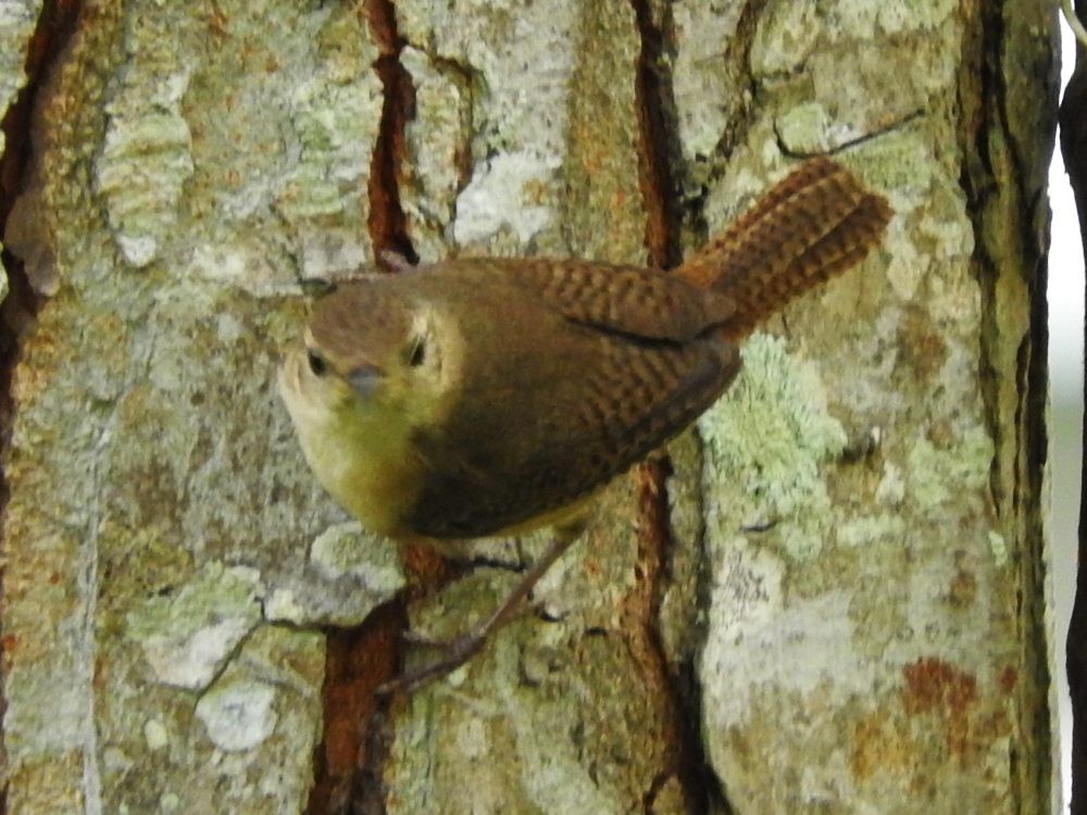 House Wren - Fernando Nunes