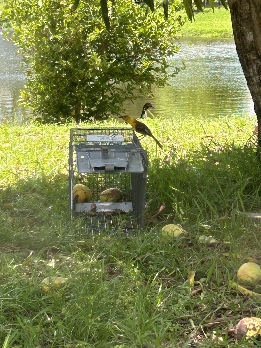 Spot-breasted Oriole - Hunter Willimann