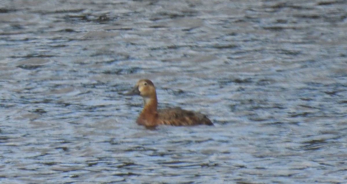 Common Pochard - ML620652592