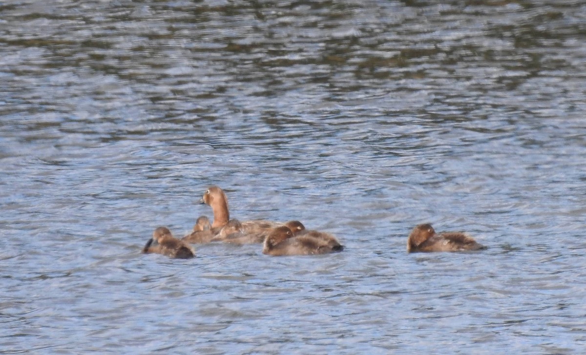 Common Pochard - ML620652593