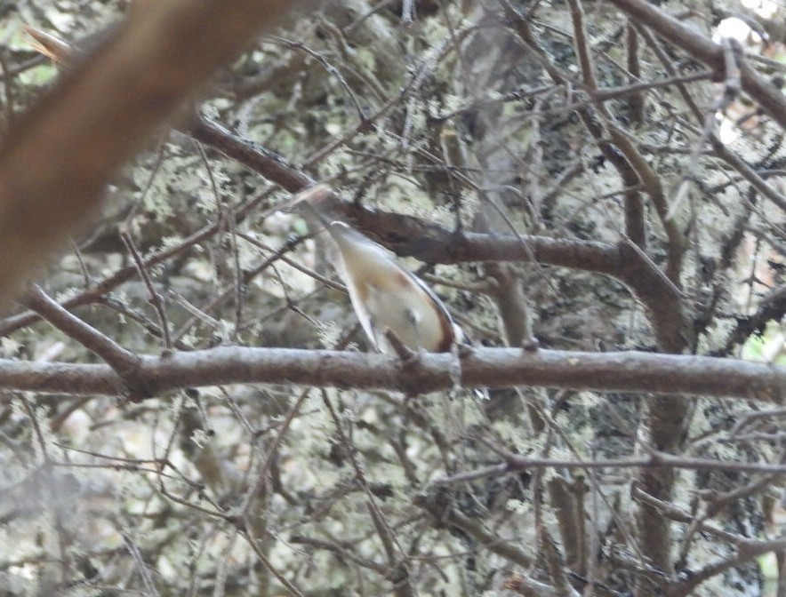 Bay-breasted Warbler - ML620652598