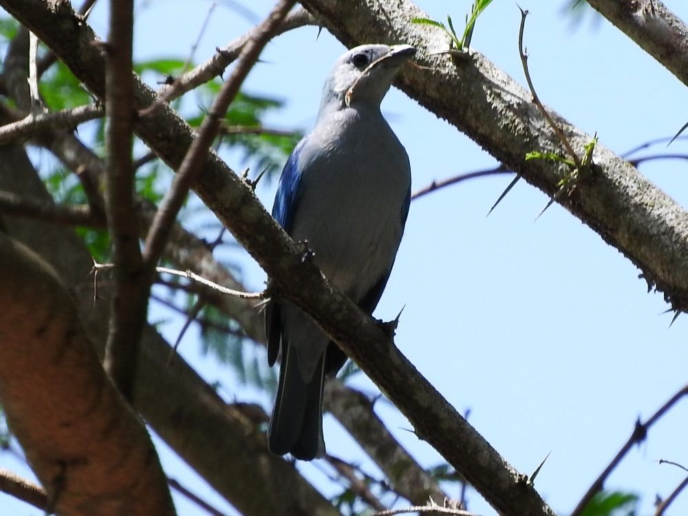 Blue-gray Tanager - ML620652621