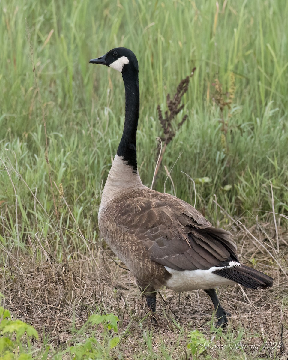 Canada Goose - ML620652634