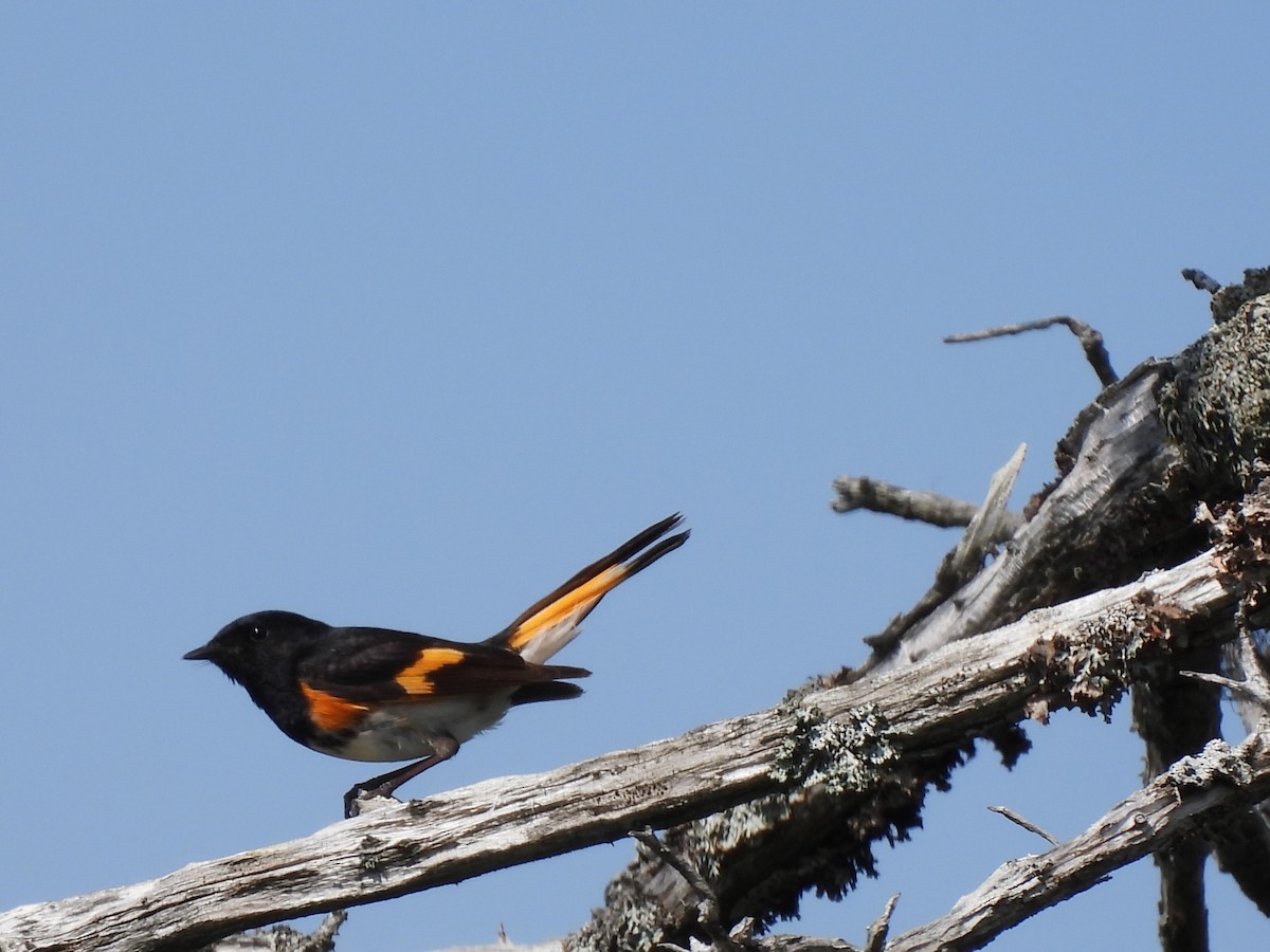 American Redstart - ML620652635