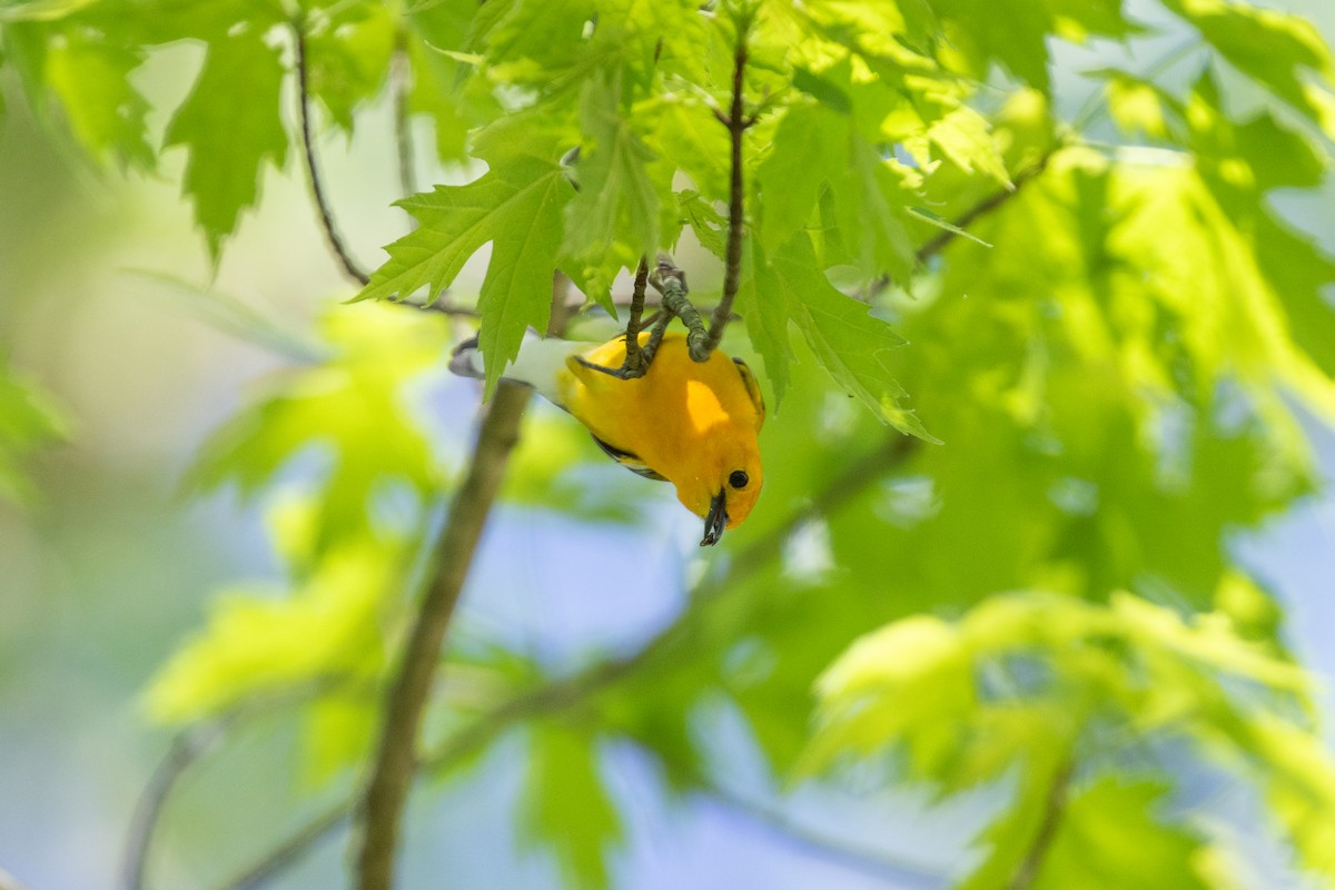 Prothonotary Warbler - ML620652637