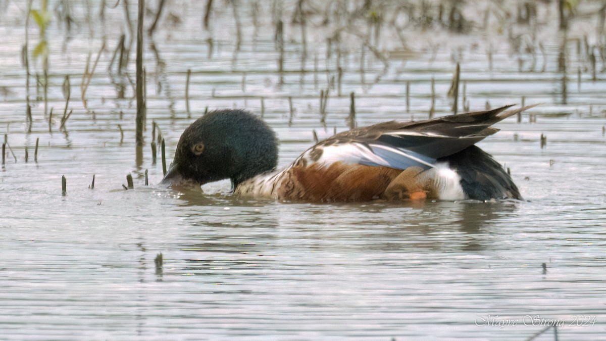 Northern Shoveler - ML620652640