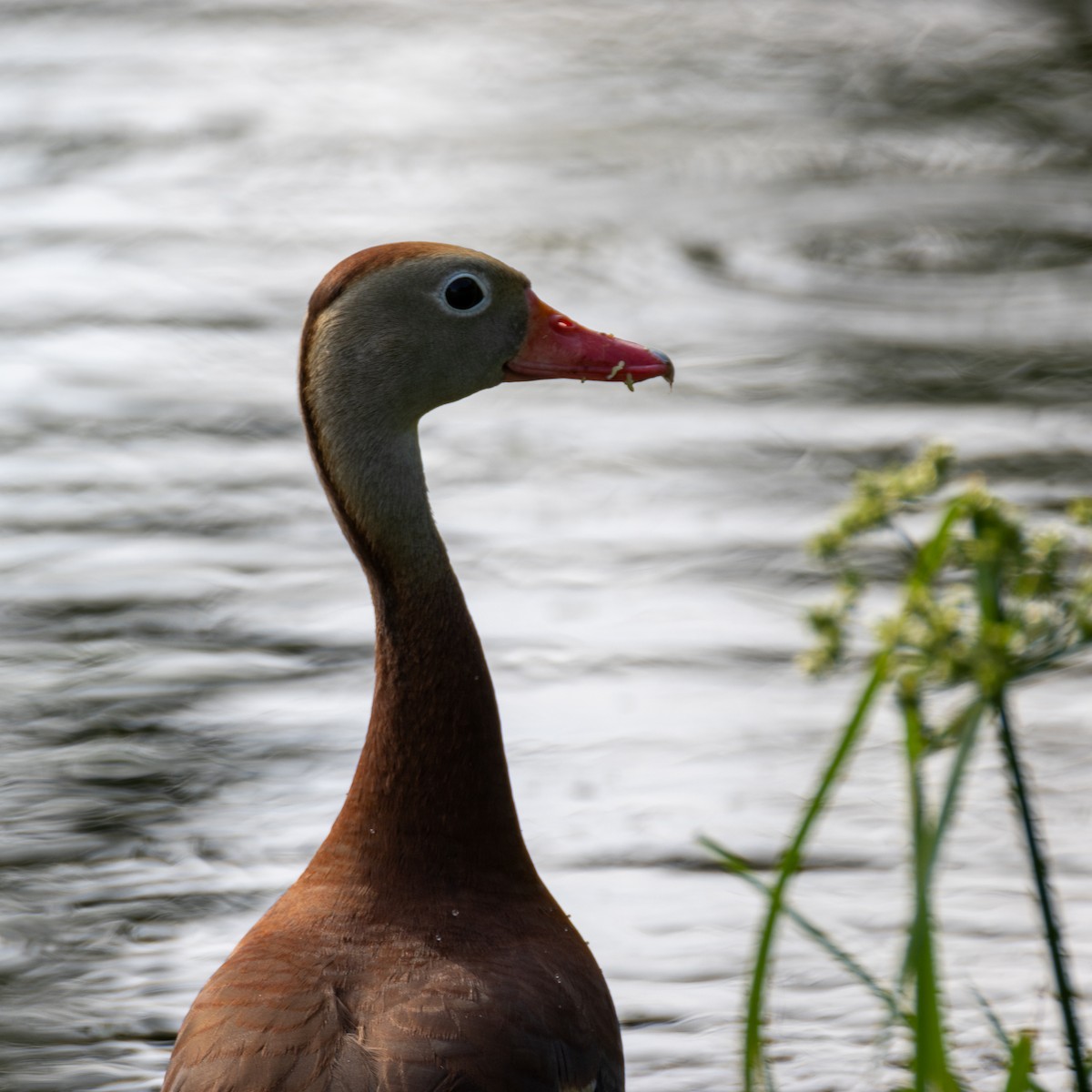 Black-bellied Whistling-Duck - Daniel Griffith