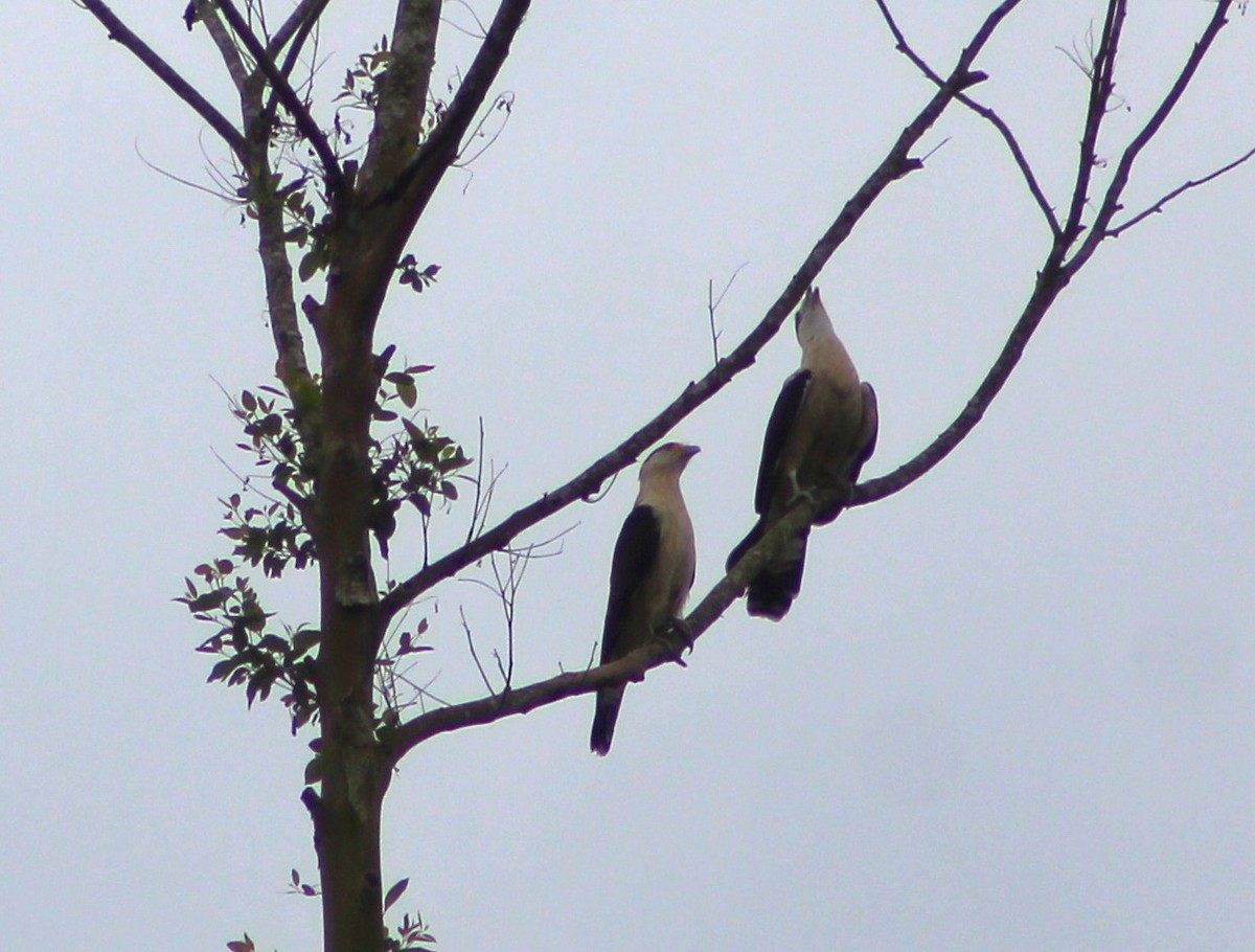 Yellow-headed Caracara - ML620652646