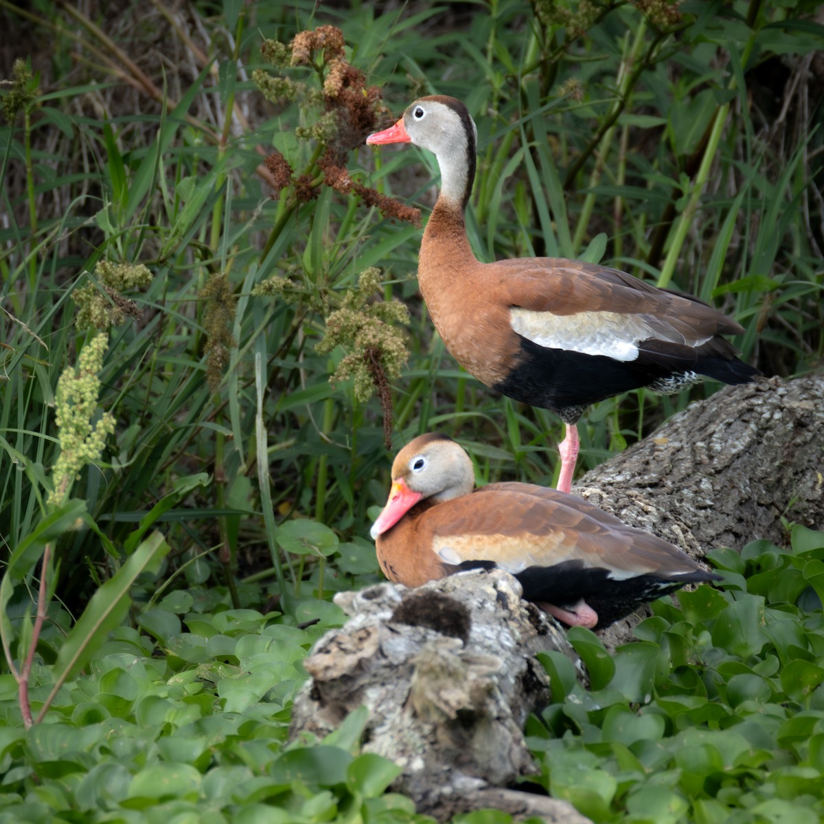 アカハシリュウキュウガモ - ML620652647