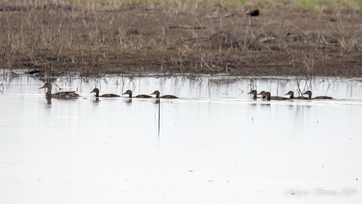 Mallard - ML620652649