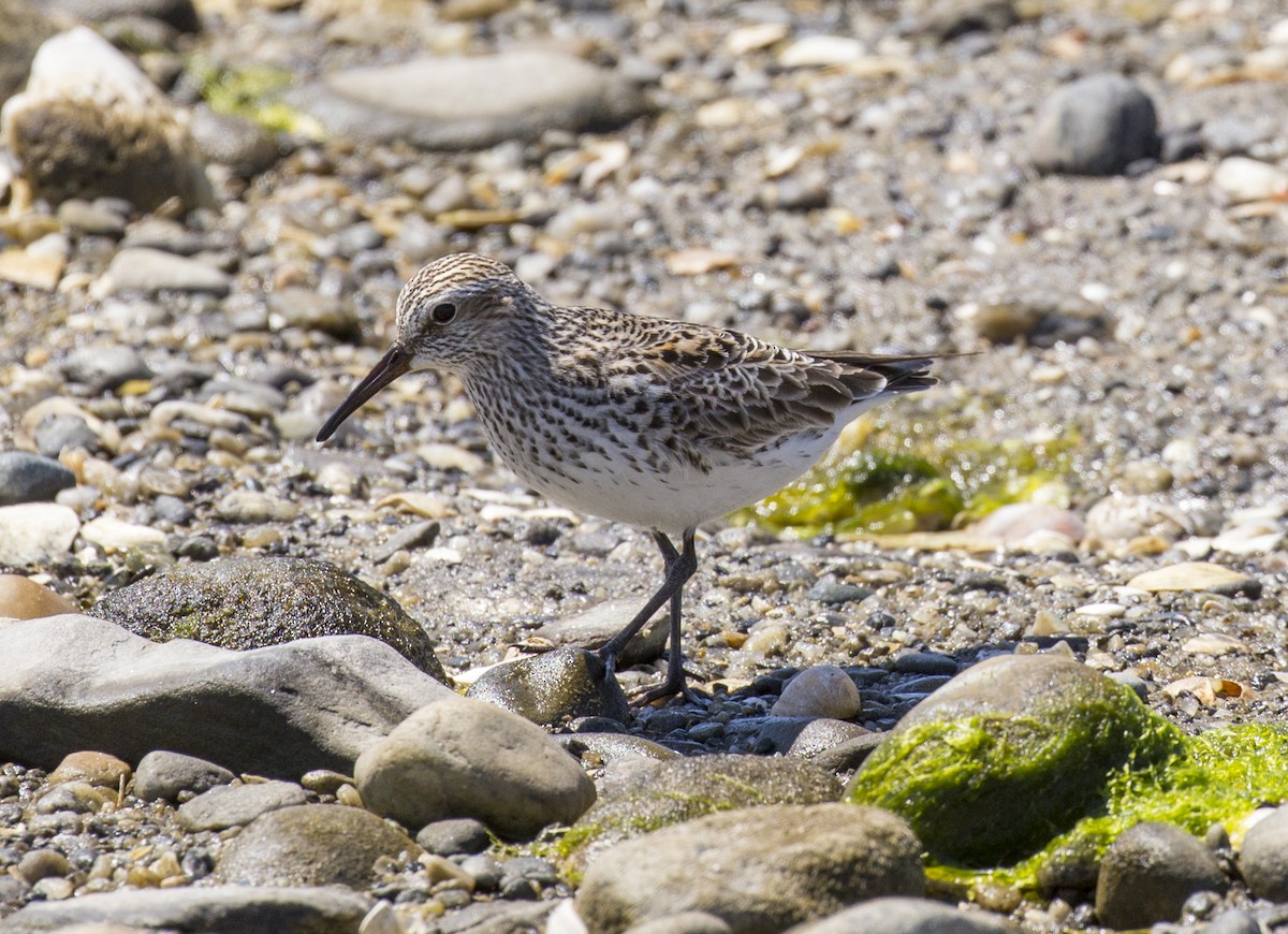 White-rumped Sandpiper - ML620652656