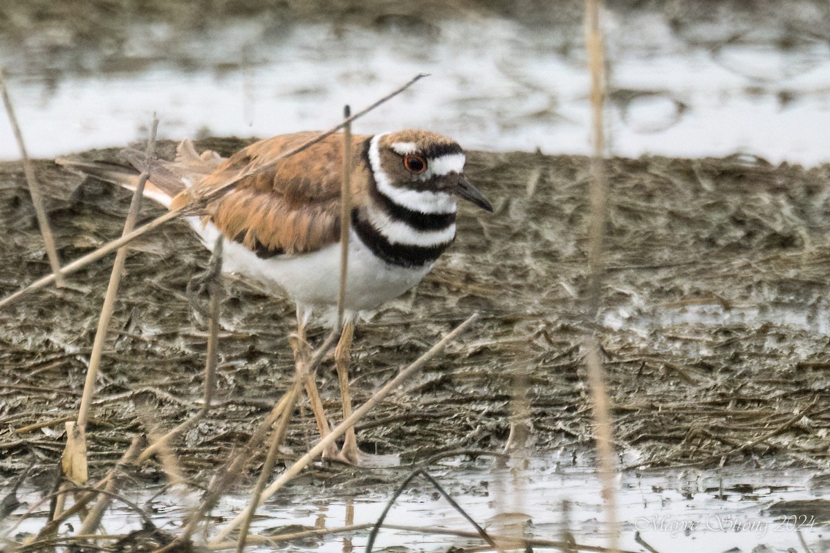 Killdeer - ML620652658