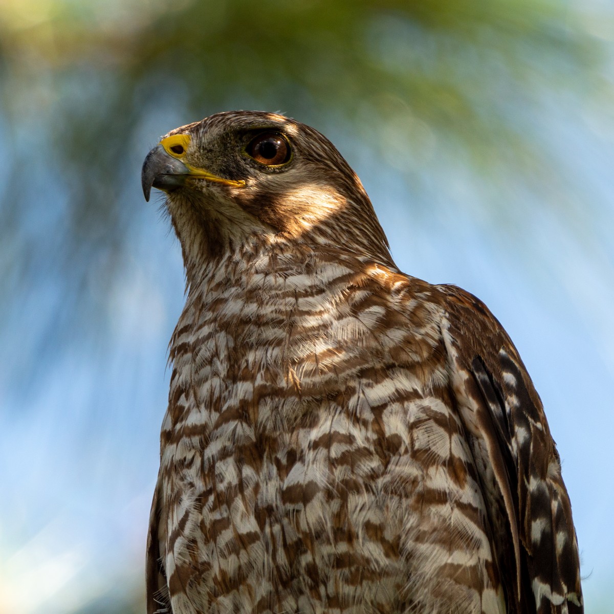 Red-shouldered Hawk (lineatus Group) - ML620652664