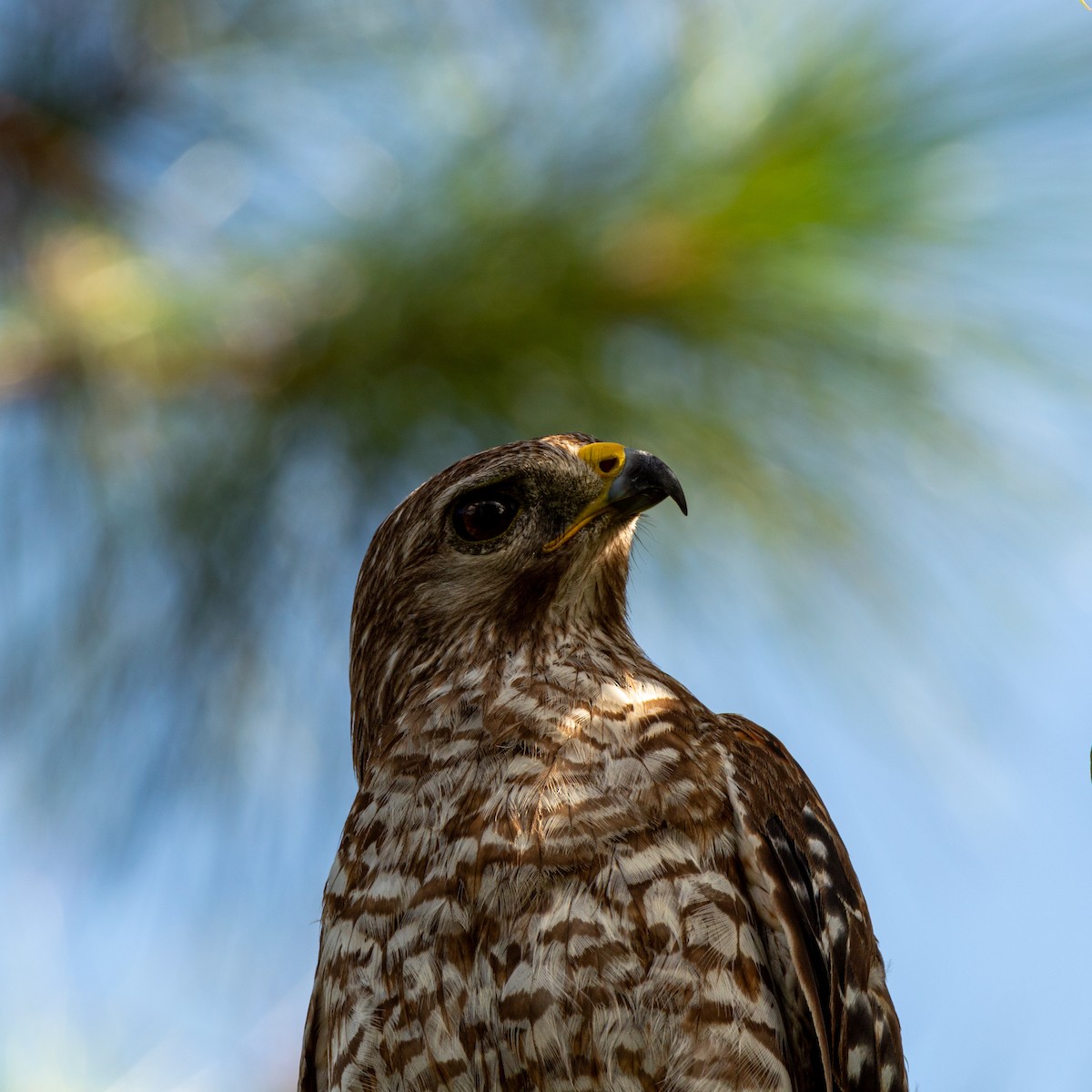 Red-shouldered Hawk (lineatus Group) - ML620652665