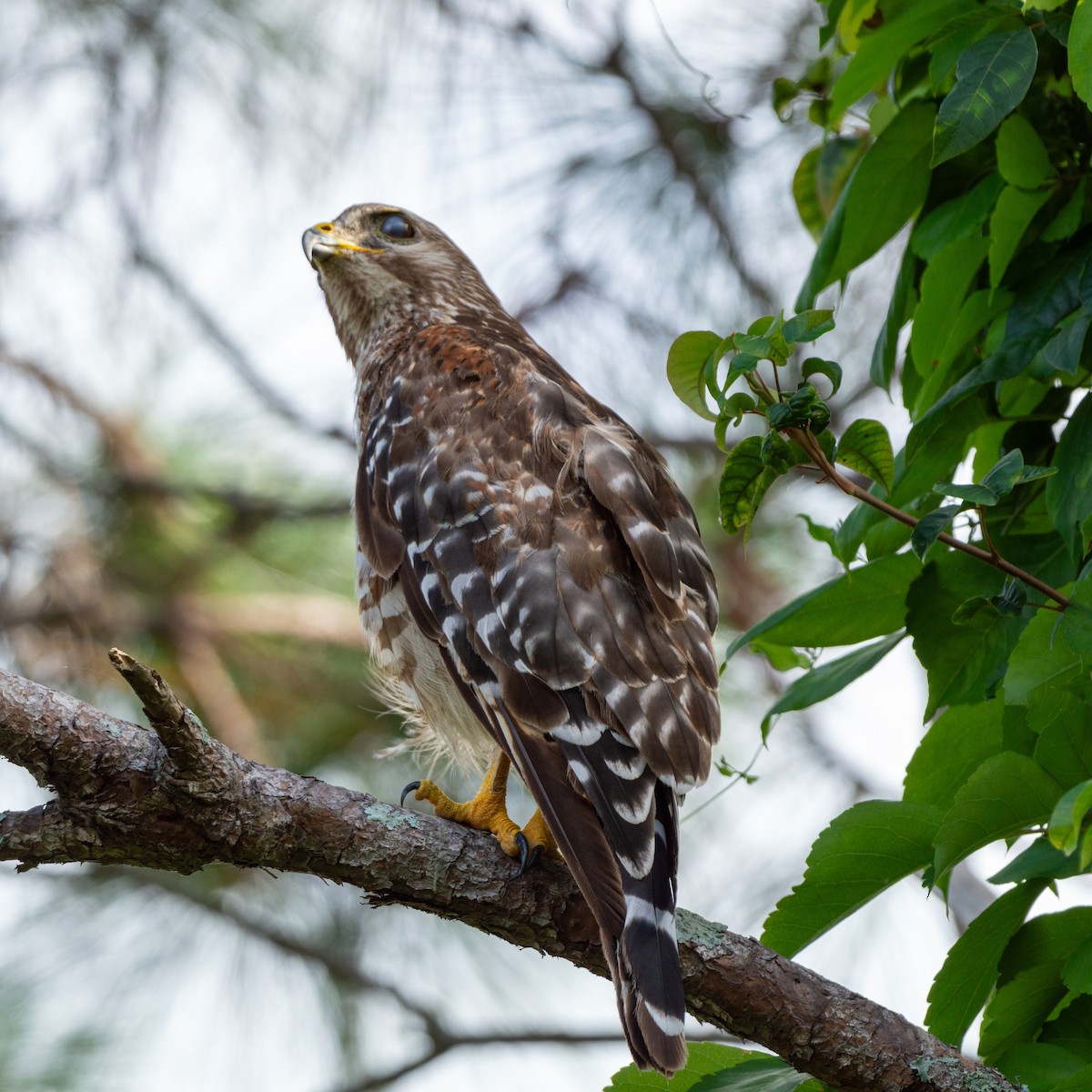 Red-shouldered Hawk (lineatus Group) - ML620652666