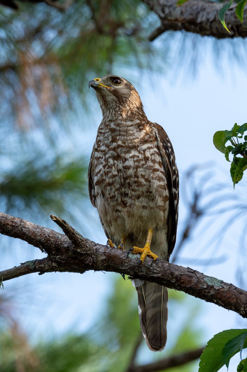 Red-shouldered Hawk (lineatus Group) - ML620652667