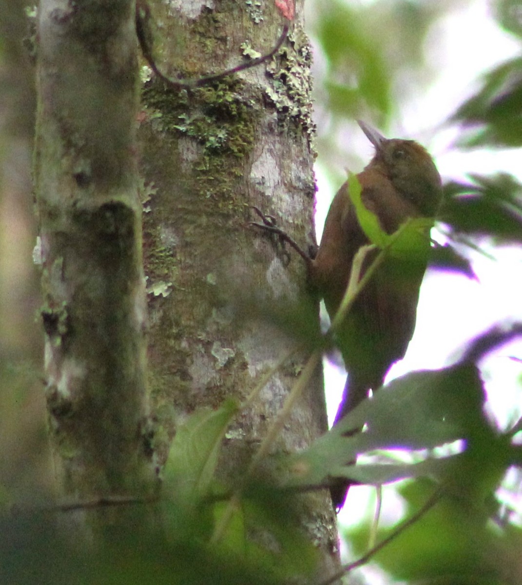 Plain-winged Woodcreeper (Plain-winged) - ML620652668