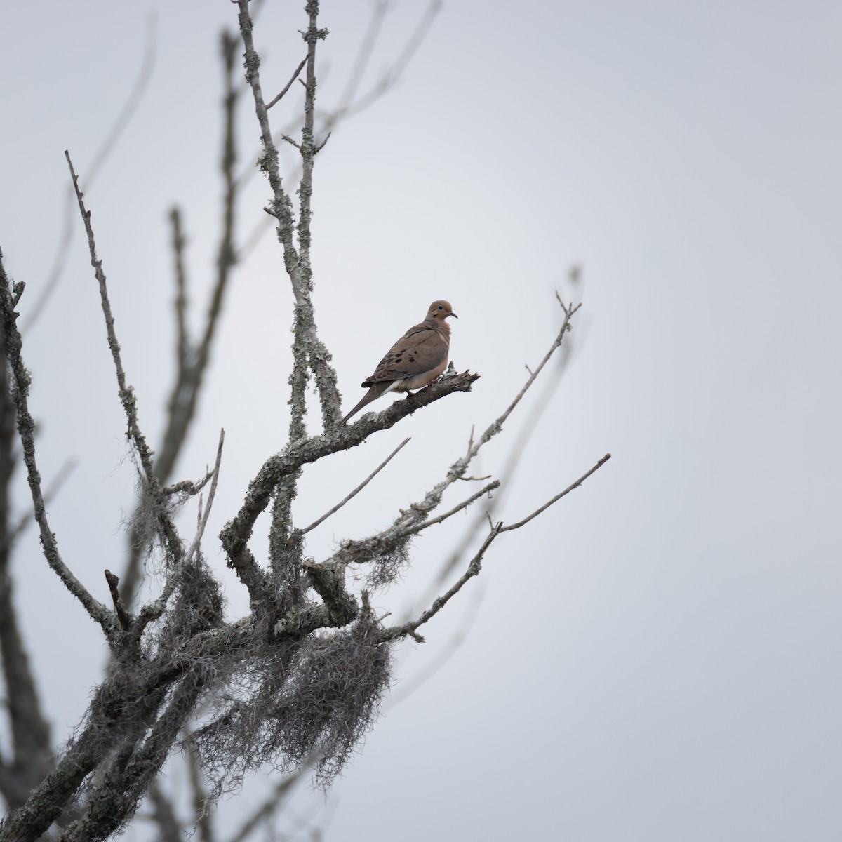 Mourning Dove - ML620652670