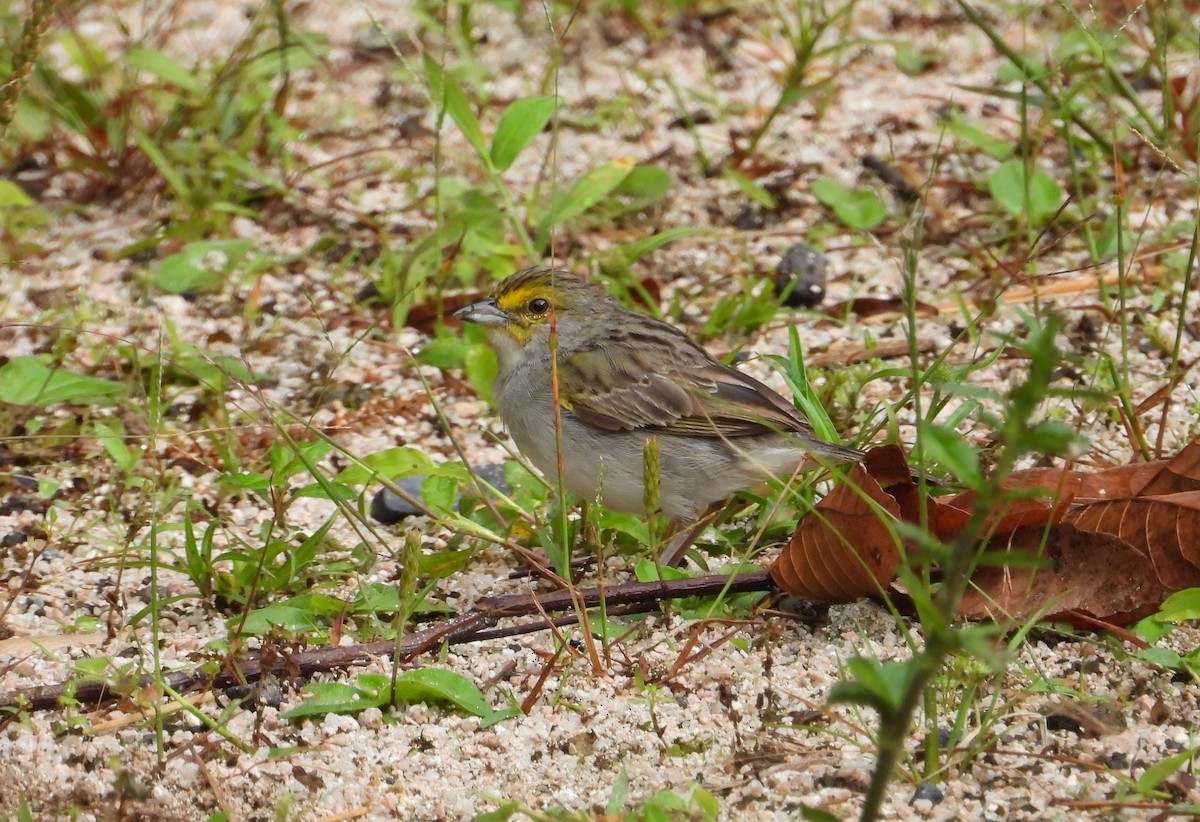 Yellow-browed Sparrow - ML620652671