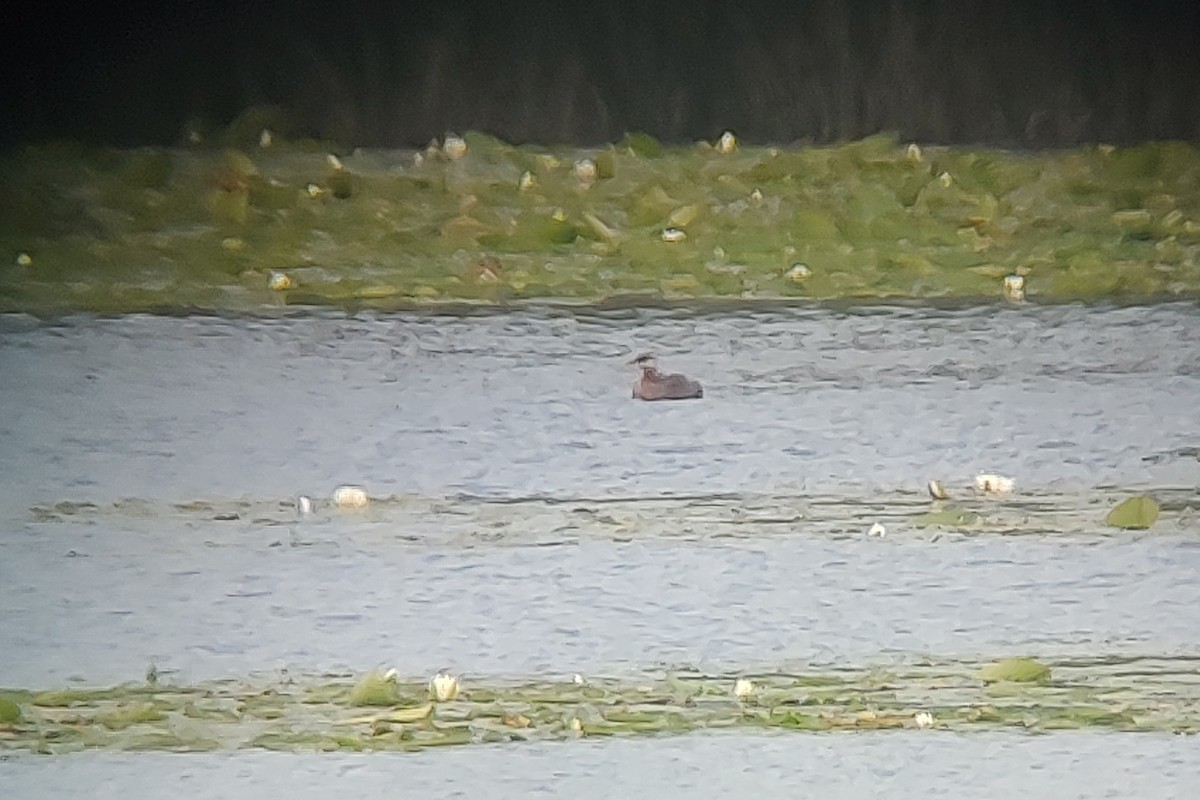 Red-necked Grebe - ML620652674