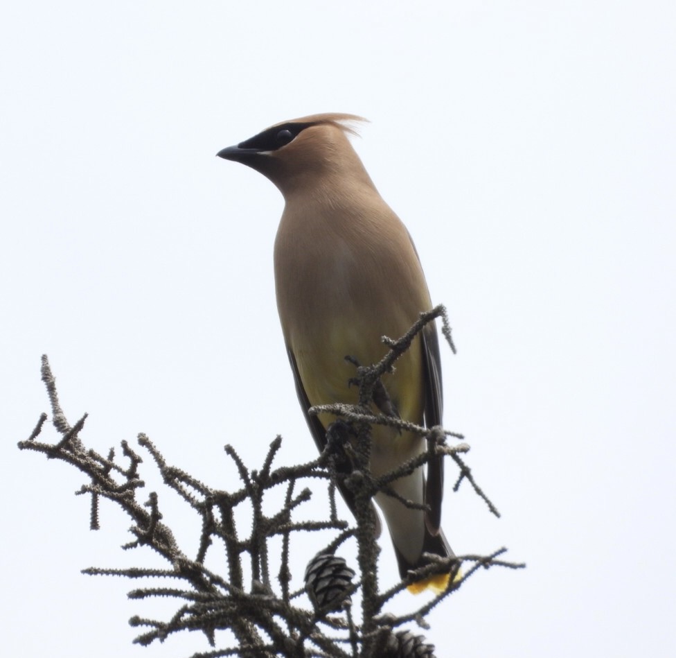 Cedar Waxwing - ML620652676