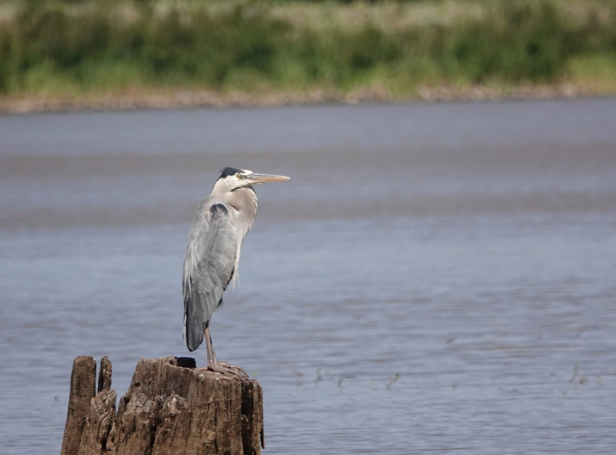 Great Blue Heron - ML620652682