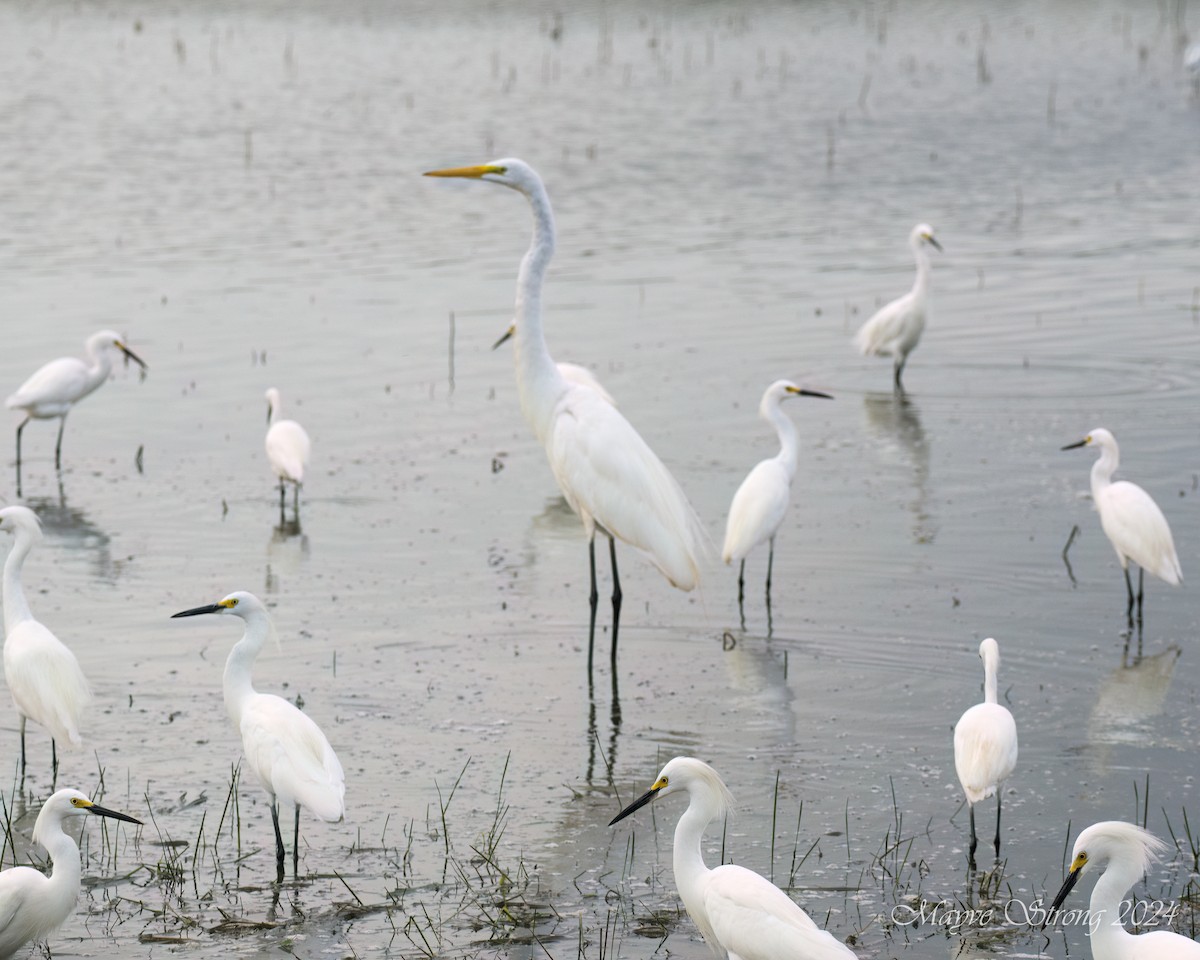 Snowy Egret - ML620652689