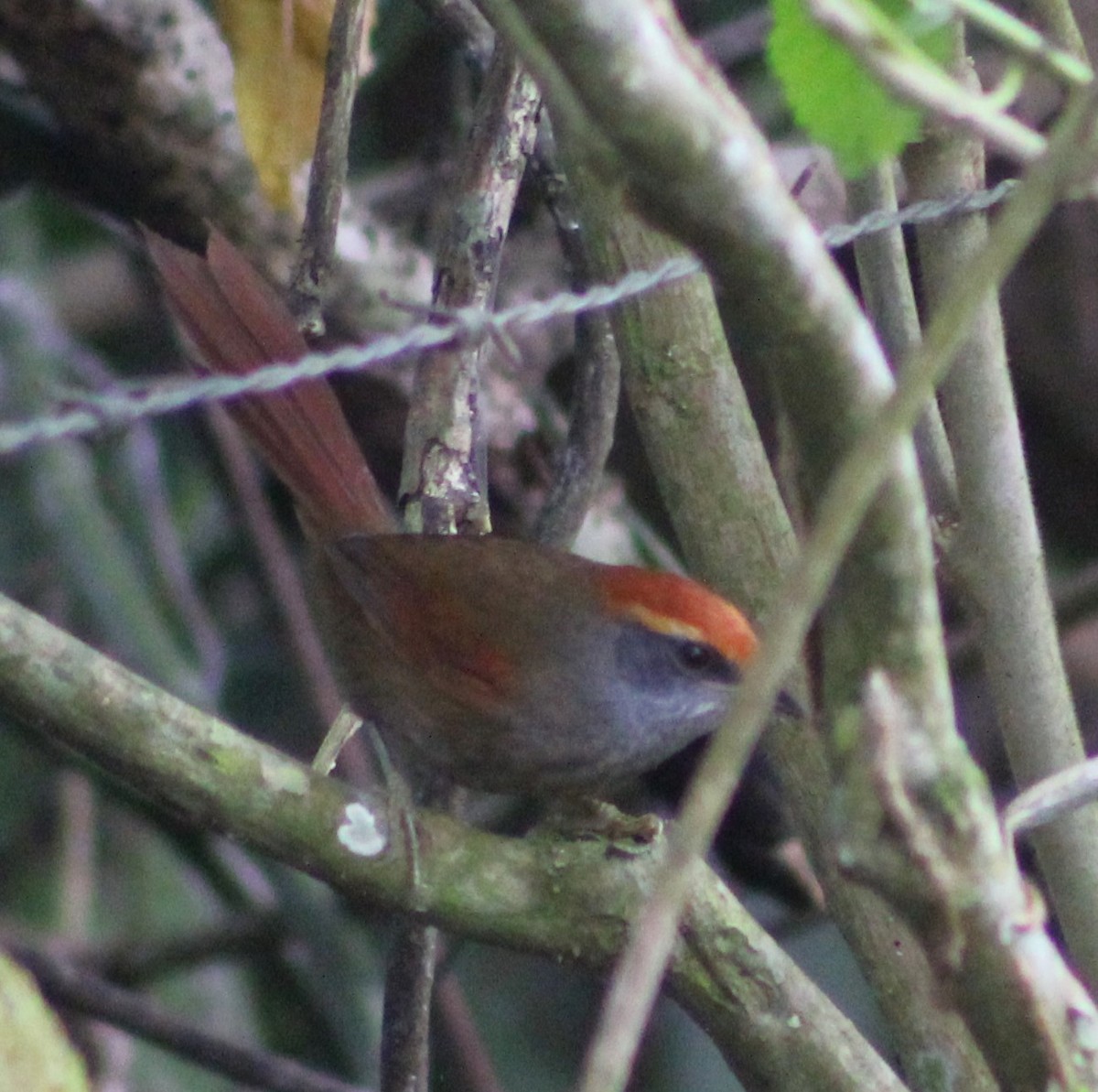 Rufous-capped Spinetail - ML620652691