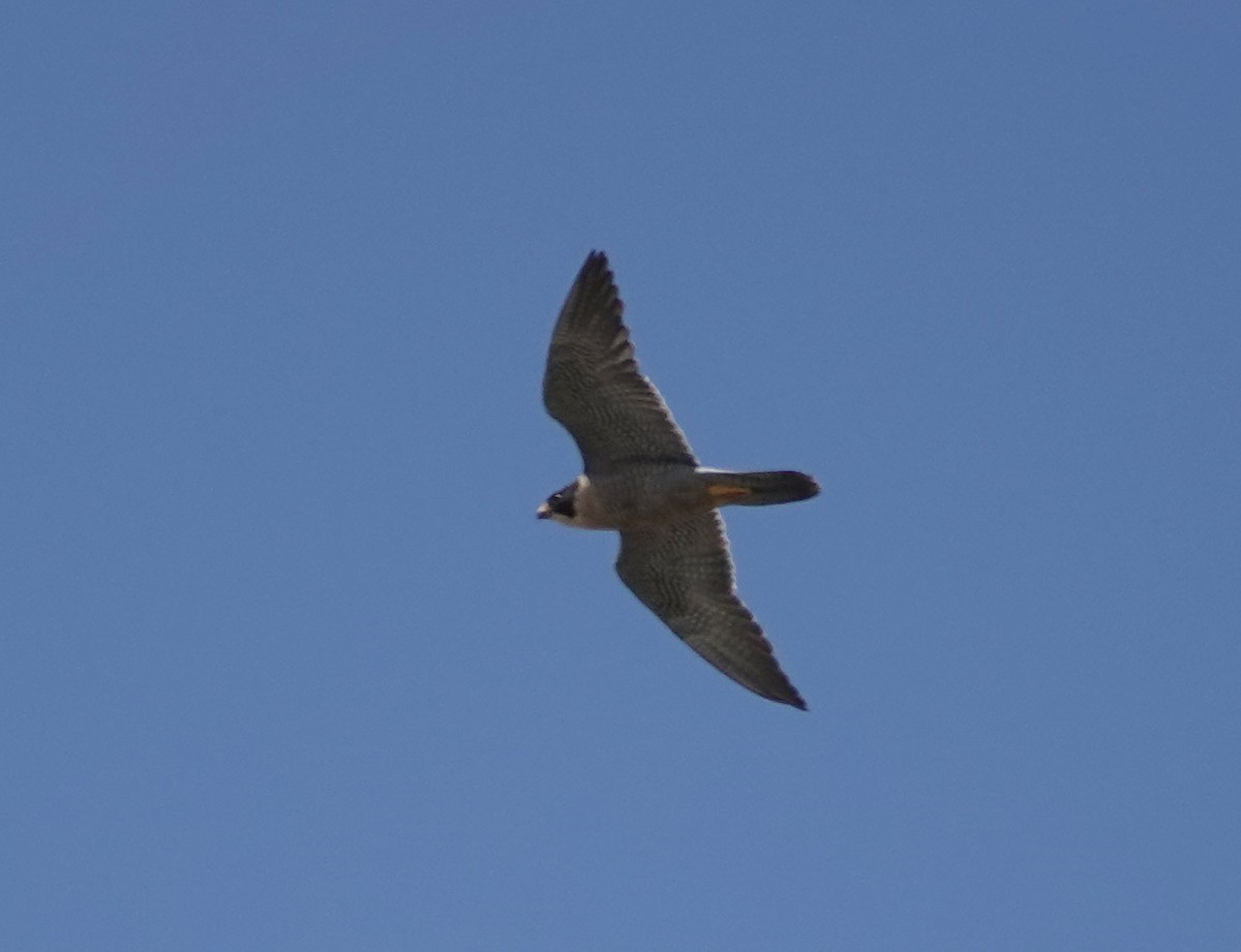 Peregrine Falcon - ML620652692