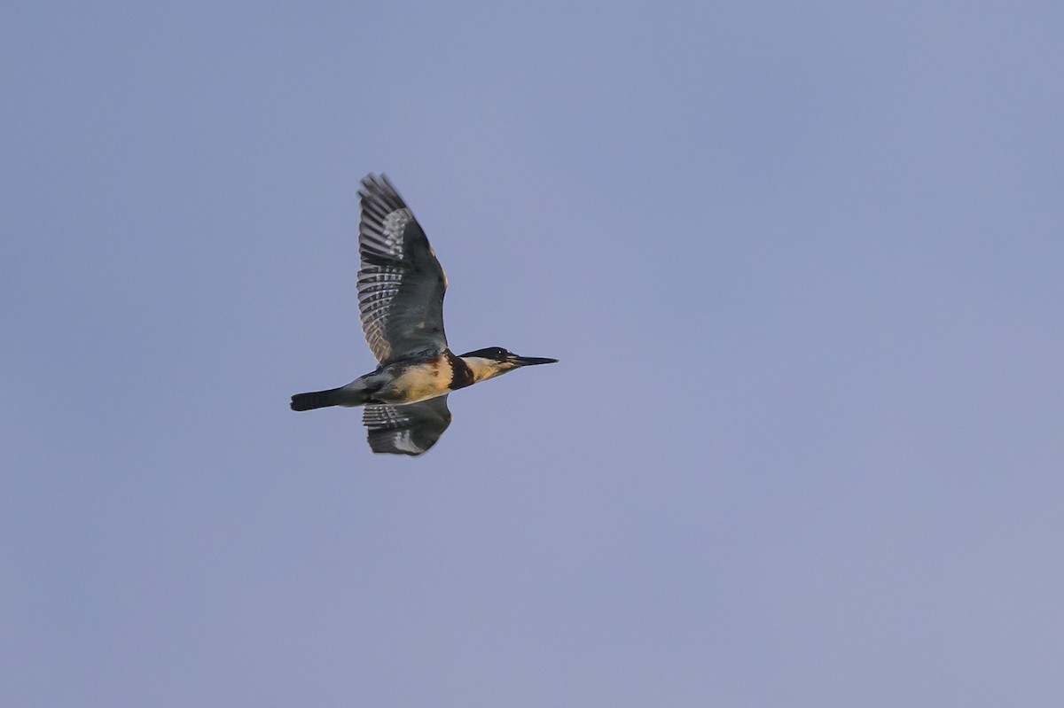 Belted Kingfisher - ML620652693
