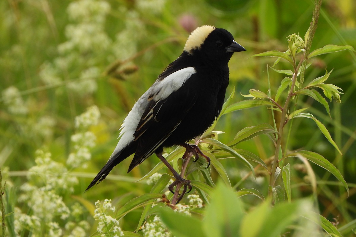 bobolink americký - ML620652694