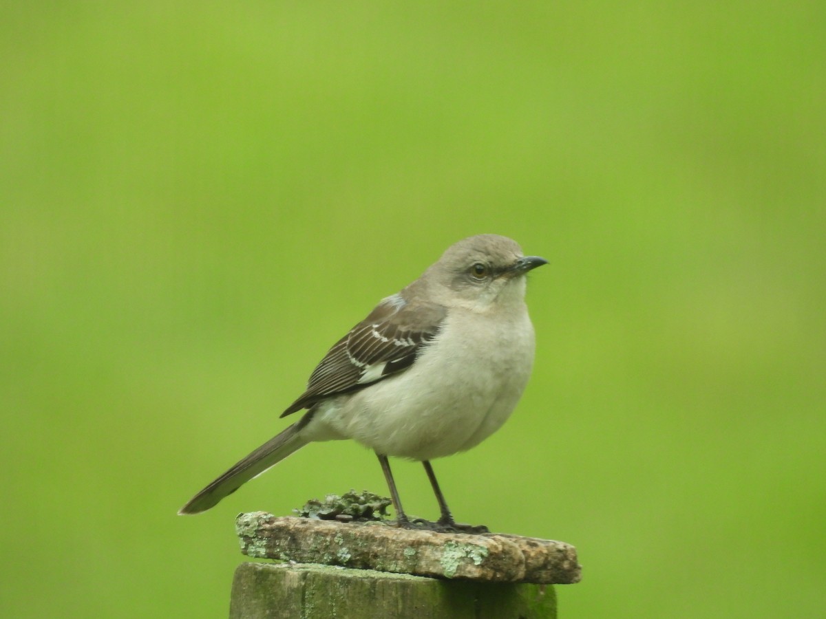 Northern Mockingbird - ML620652697