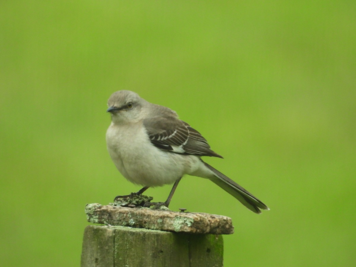 Northern Mockingbird - ML620652698