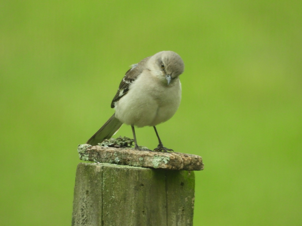 Northern Mockingbird - ML620652699