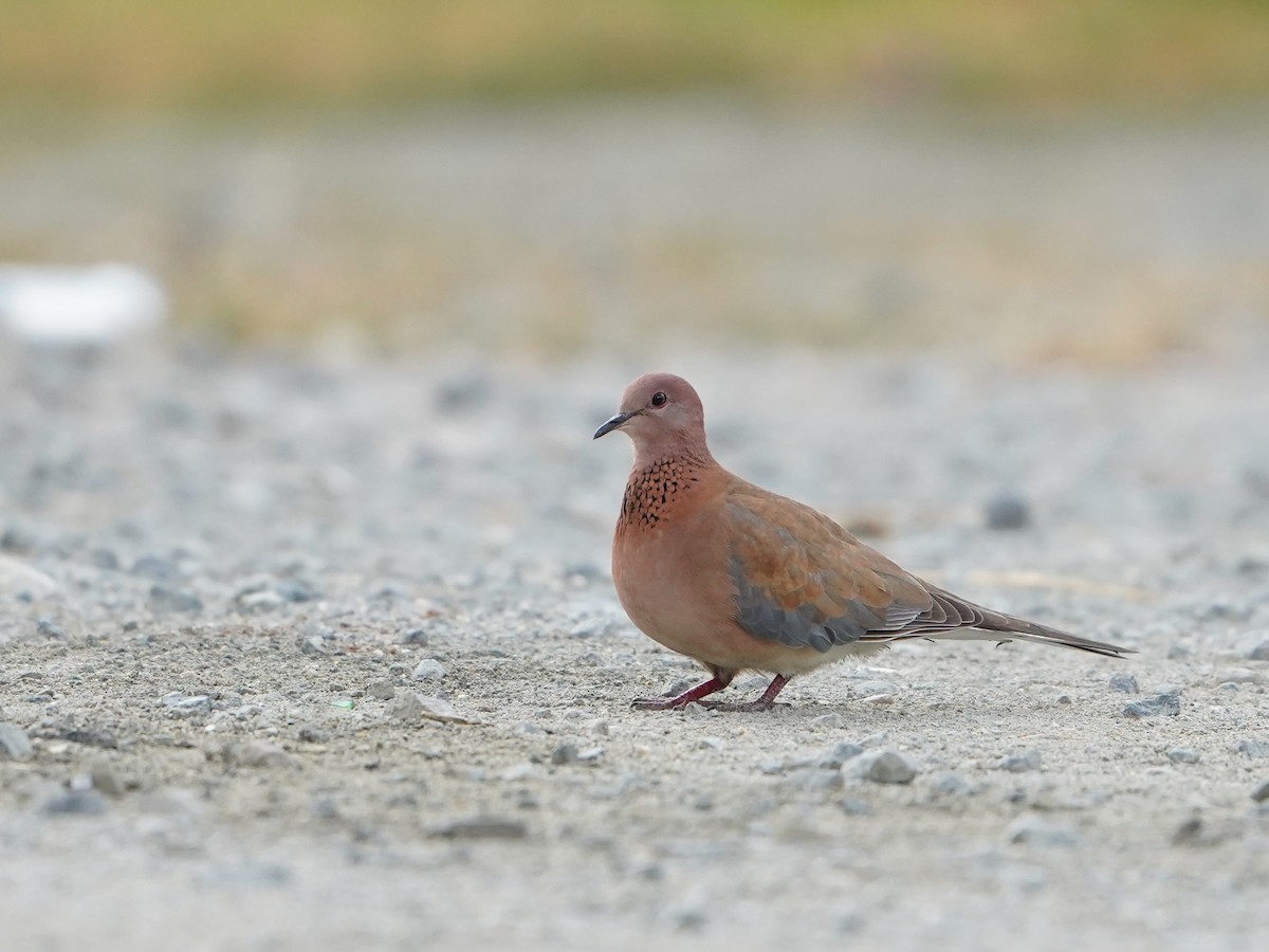 Laughing Dove - Maksymilian Bojarowski